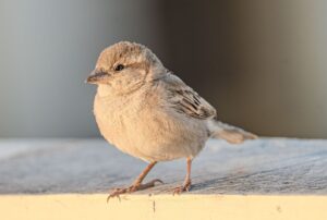 不倫の慰謝料請求方法について知っておくべきことは？