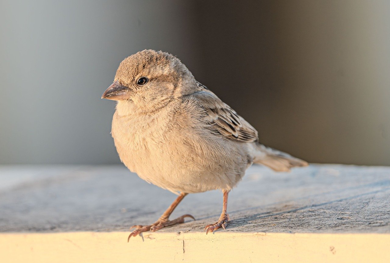 不倫の慰謝料請求方法について知っておくべきことは？