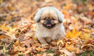 不貞の証拠が必要な場合、どのように集めれば良いの？