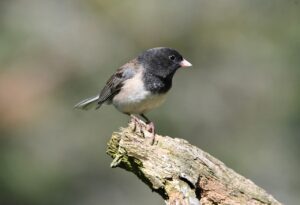 不倫の証拠として有効な写真の撮り方は？